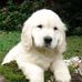 Profile Picture of Benjamin Rector (Led Pet Collars) (@benjamin.rector.3192) on Facebook
