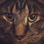 Profile Picture of Kitty & Walter (@natalie99tobin) on Instagram