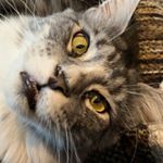 Profile Picture of Debbie Randall (@jessmit5321) on Instagram