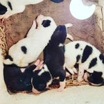 Profile Picture of sidhart (@monn_paul) on Instagram