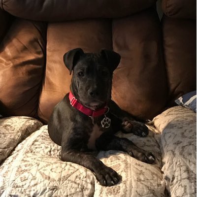 Profile Picture of Zena The Foster Dog Adventures (@zena_dog) on Twitter