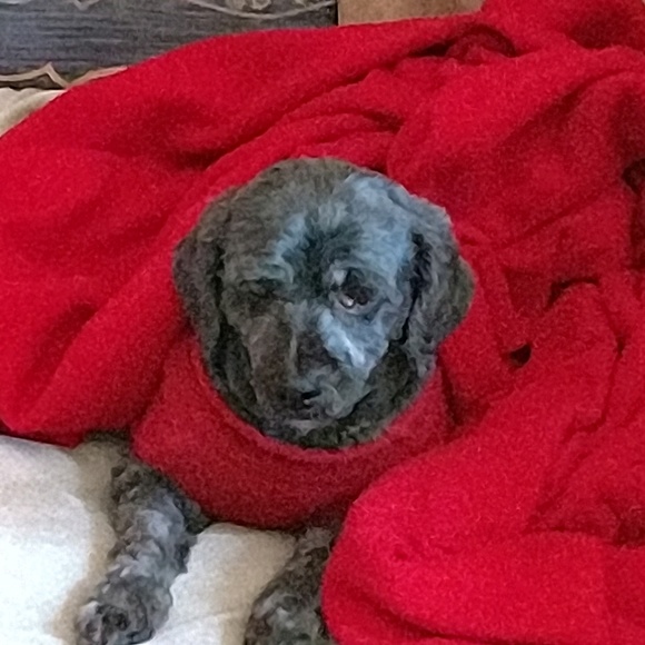 Profile Picture of Frank Blasso (@frankblasso) on Poshmark