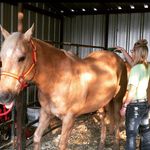Profile Picture of Allison Pfeiffer (@apequineservices) on Instagram