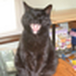 Profile Picture of Paula Blair (@paula cat lady) on Flickr