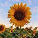 Profile Picture of Olivia Carley (@libbylou0530) on Pinterest