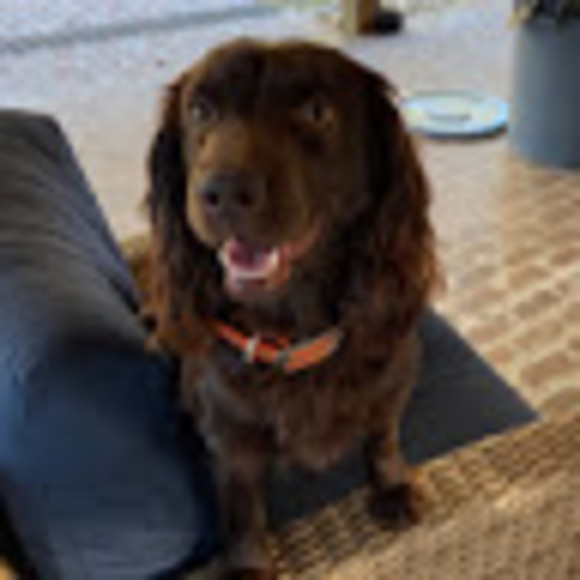 Profile Picture of Lisa Ball (@lisaball98) on Poshmark