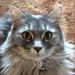 Profile Picture of Royce McCrary (@roycemcc) on Pinterest