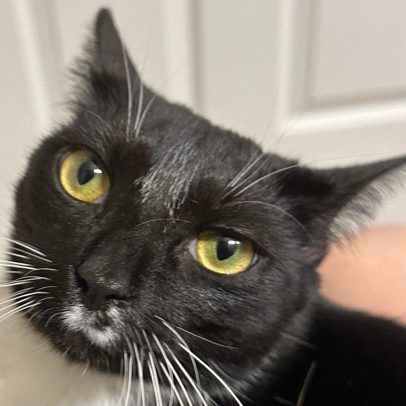 Profile Picture of Alexander Rodocker. (@poopyfeast) on Poshmark