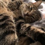 Profile Picture of Corey (@baabooshka) on Instagram