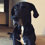 Profile Picture of Duncan the Great Dane (@duncanthegreatdane) on Instagram