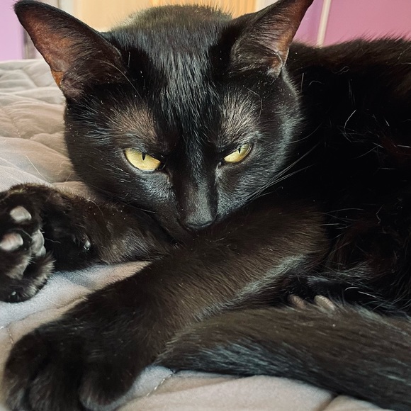 Profile Picture of Samantha Fleischner (@s_fleischner) on Poshmark