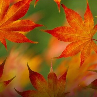 Profile Picture of Phyllis Cunningham (@phylliscunning8) on Twitter