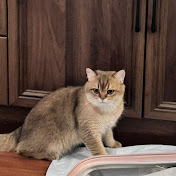 Profile Picture of Iris Xu (@IrisXu-kv4ji) on Youtube