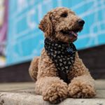 Profile Picture of Albus Theodore Bates (@albusthered) on Instagram