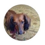 Profile Picture of sheldon walker🐶🌭 (@sheldon.walker) on Instagram