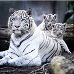 Profile Picture of A•L•E  D•A•R•K  M•I•E•L•E🎙️🔥🎧 (@alexmiele18) on Instagram