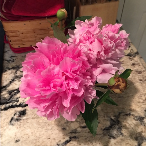 Profile Picture of Mary Dorning (@mdorning) on Poshmark