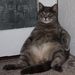 Profile Picture of Stuart Martin (@lemmy77) on Pinterest
