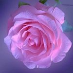 Profile Picture of jayantakairay (@jayantakairay) on Instagram