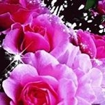 Profile Picture of yolande labbé (@yolandelabbe) on Instagram