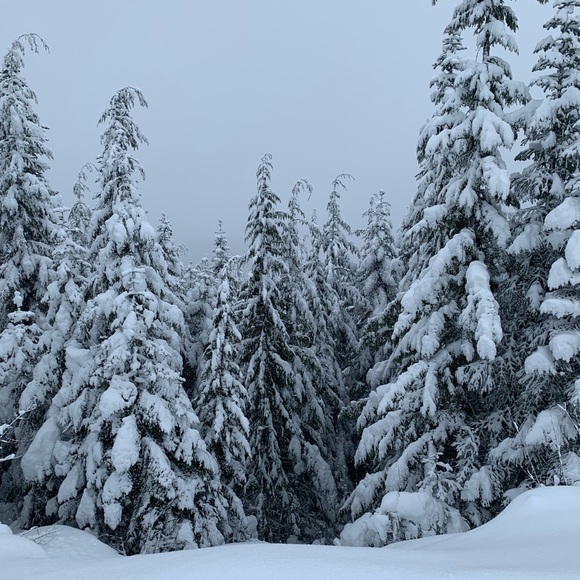 Profile Picture of Avan Armaghani (@aa525) on Poshmark