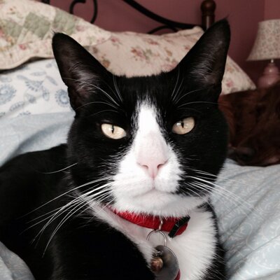 Profile Picture of Paula Parisi (@emmakody) on Twitter