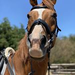 Profile Picture of | Amber Christy 🇦🇺 | (@ac_equine_) on Instagram