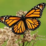 Profile Picture of mel pollock (@monarchbeauty_) on Instagram