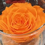 Profile Picture of Janice Tuttle (@Janice-Tuttle) on Facebook