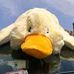 Profile Picture of Albert T Duck (@albert.t.duck) on Facebook