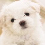 Profile Picture of Jack (@pocket_animals) on Instagram