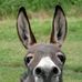 Profile Picture of Sam Kellar (Donkey ) (@sam.kellar.94) on Facebook