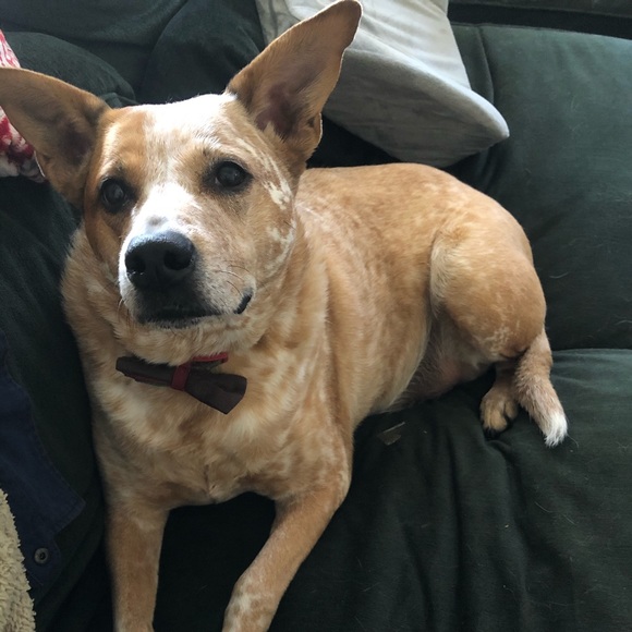 Profile Picture of Christopher Vanbuskirk (@porgles) on Poshmark