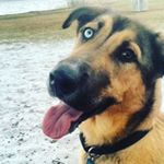 Profile Picture of Max Woolley (@woolleymax) on Instagram