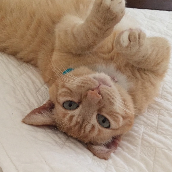 Profile Picture of Penny Crymes (@pennythecat) on Poshmark