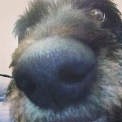 Profile Picture of Tracey Quinn (@TraceyQuinn) on Twitter