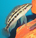 Profile Picture of Julidochromis dickfeldion Wikipedia