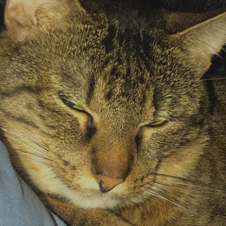 Profile Picture of Rex (@rexdsimmons) on Tiktok