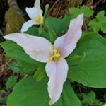 Profile Picture of Carl Christiansen (@trilliumnaturalfoods) on Instagram