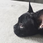 Profile Picture of Oliver Jones (@oliver.jones.the.frenchie) on Instagram