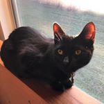 Profile Picture of Grant Pierce A. (@grant_the_black_cat) on Instagram