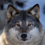 Profile Picture of Cameron Claxton (@claxtoncameron) on Instagram