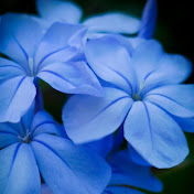 Profile Picture of Michael Tai (@gw312) on Youtube