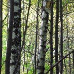 Profile Picture of Iain MacDougall (@iainmacdou) on Instagram