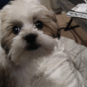 Profile Picture of Paul Mauceri (@pmauceri) on Youtube