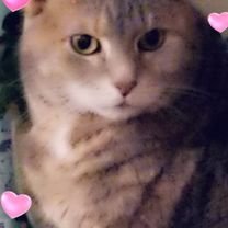Profile Picture of Sandy Oconnor (@wisco_cat_lady) on Twitter