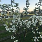 Profile Picture of Jane Bloomer (@janejkb1) on Instagram