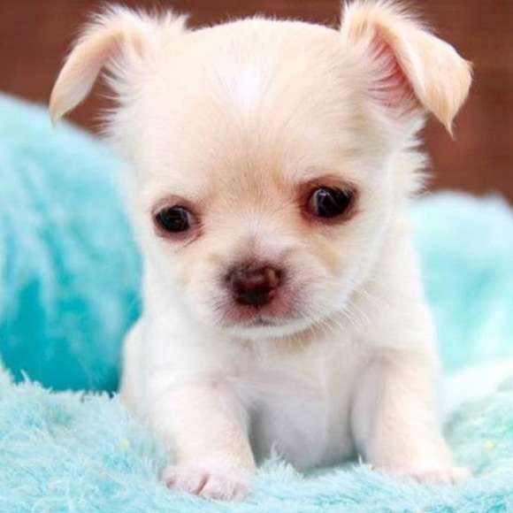 Profile Picture of Mp*savannah Panebianco (@savannahrose114) on Poshmark