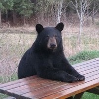 Profile Picture of Emilea Digrino (@emilea-digrino) on Quora