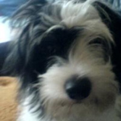 Profile Picture of Frank Fleischer (@Stierand) on Twitter